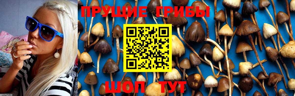 где найти наркотики  Псилоцибиновые грибы GOLDEN TEACHER  Вход с VPN  Нарткала  Галлюциногенные грибы GOLDEN TEACHER 